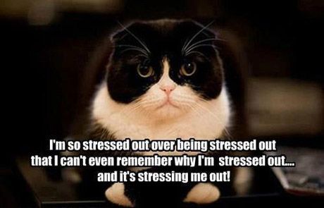 15 Memes You'll Relate To If You're Always Stressed | Her Campus