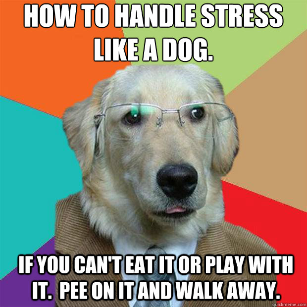 How-To-Handle-Stress-Like-A-Dog.jpg?2aa4